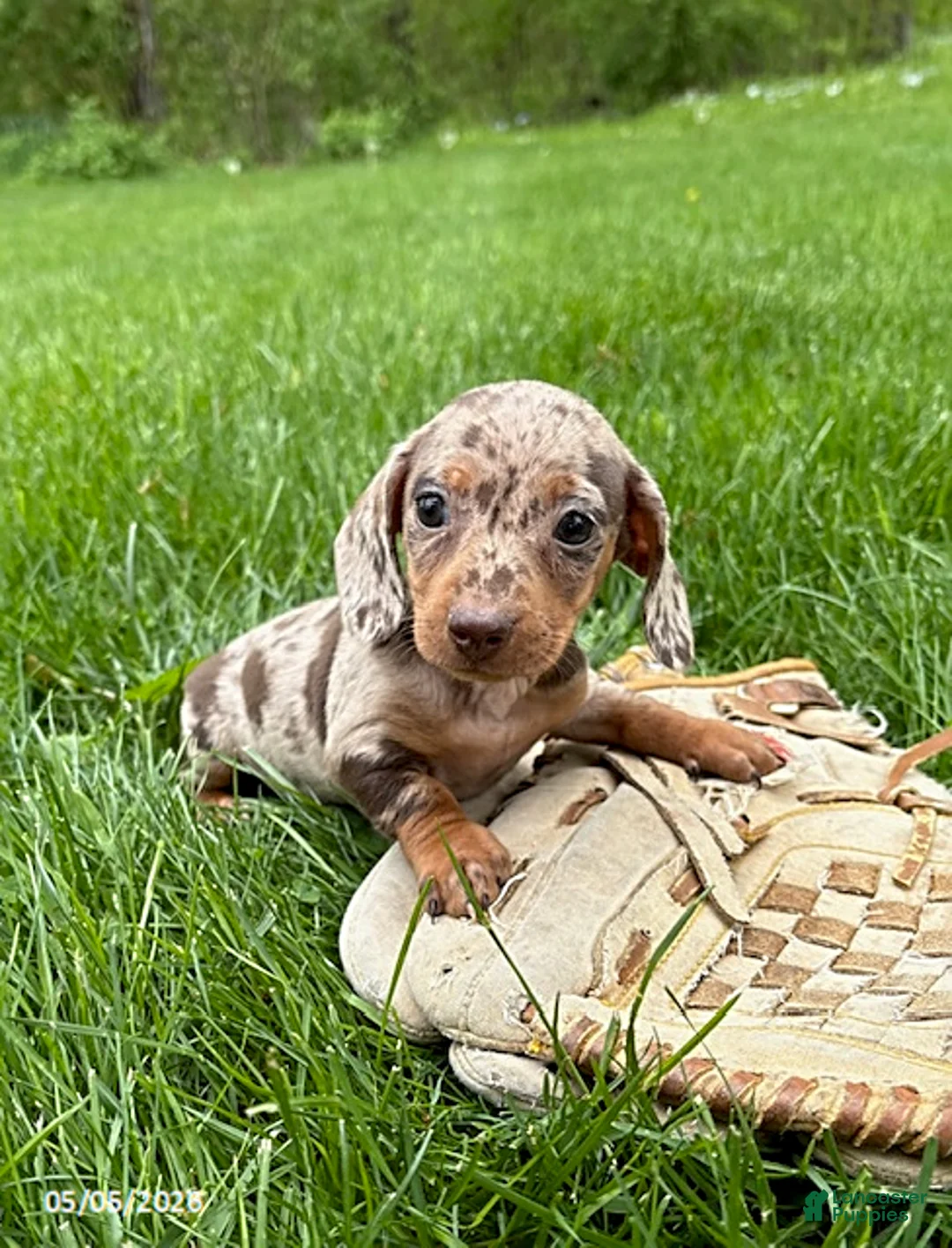 Miniature Dachshund dogs for sale: Hilda - Ad 2