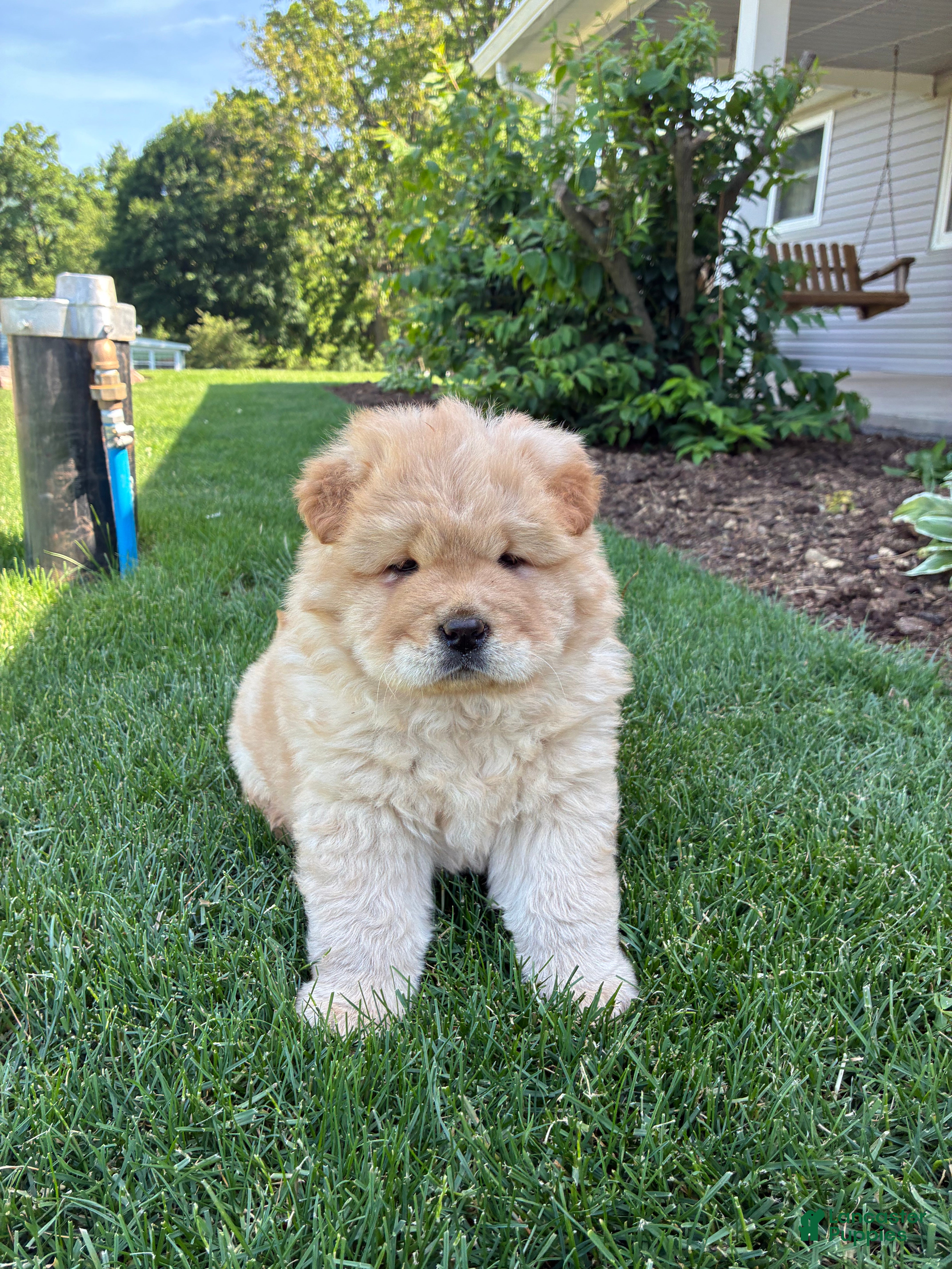 Chow Chow dogs Bobby jr - Ad 1