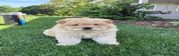 Chow Chow dogs for sale: Bobby jr - Ad 1