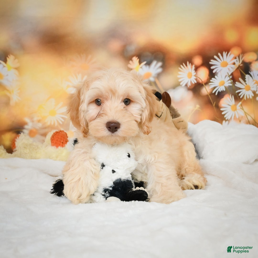 Cockapoo dogs for sale: Cabby - Ad 6