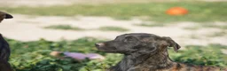 Dutch Shepherd dogs for sale: Dutch brindle F - Ad 17