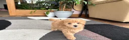 Maltipoo dogs for sale: Suzie  - Ad 5