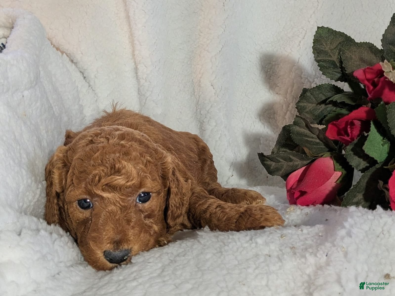 Goldendoodle dogs beatrice - Ad 1