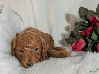 Goldendoodle dogs for sale: beatrice - Ad 2