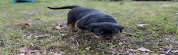 Rottweiler dogs for sale: Rottweiler 2 - Ad 6