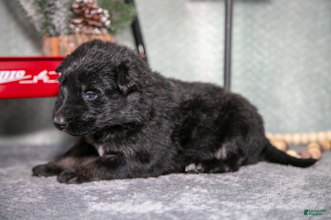 German Shepherd dogs for sale: Lauren - Ad 1