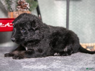 German Shepherd dogs Lauren - Ad 12