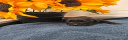 Mixed Breed dogs for sale: Rafiki (gray collar) - Ad 2