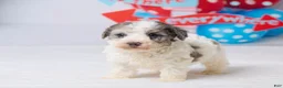 Miniature Poodle dogs for sale: Rocky - Ad 5
