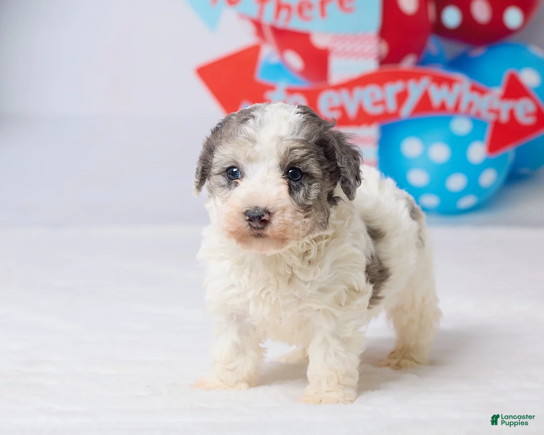Miniature Poodle dogs for sale: Rocky - Ad 5