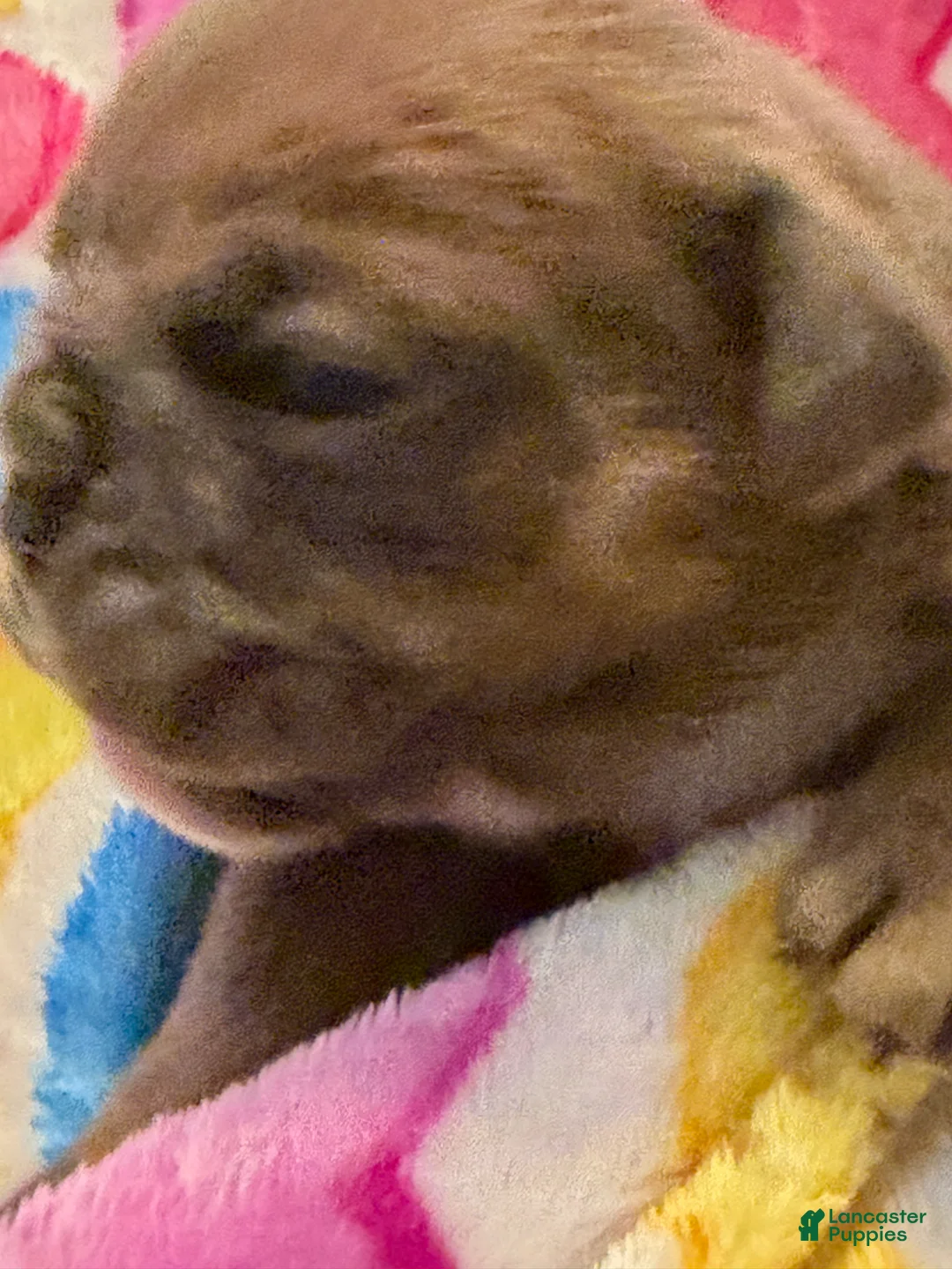 English Bulldog dogs for sale: English Bulldog Puppy 6 - Ad 1