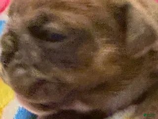 English Bulldog dogs English Bulldog Puppy 6 - Ad 33