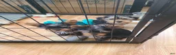 Yorkshire Terrier dogs for sale: Yorkshire Terrier Puppy 2 - Ad 3