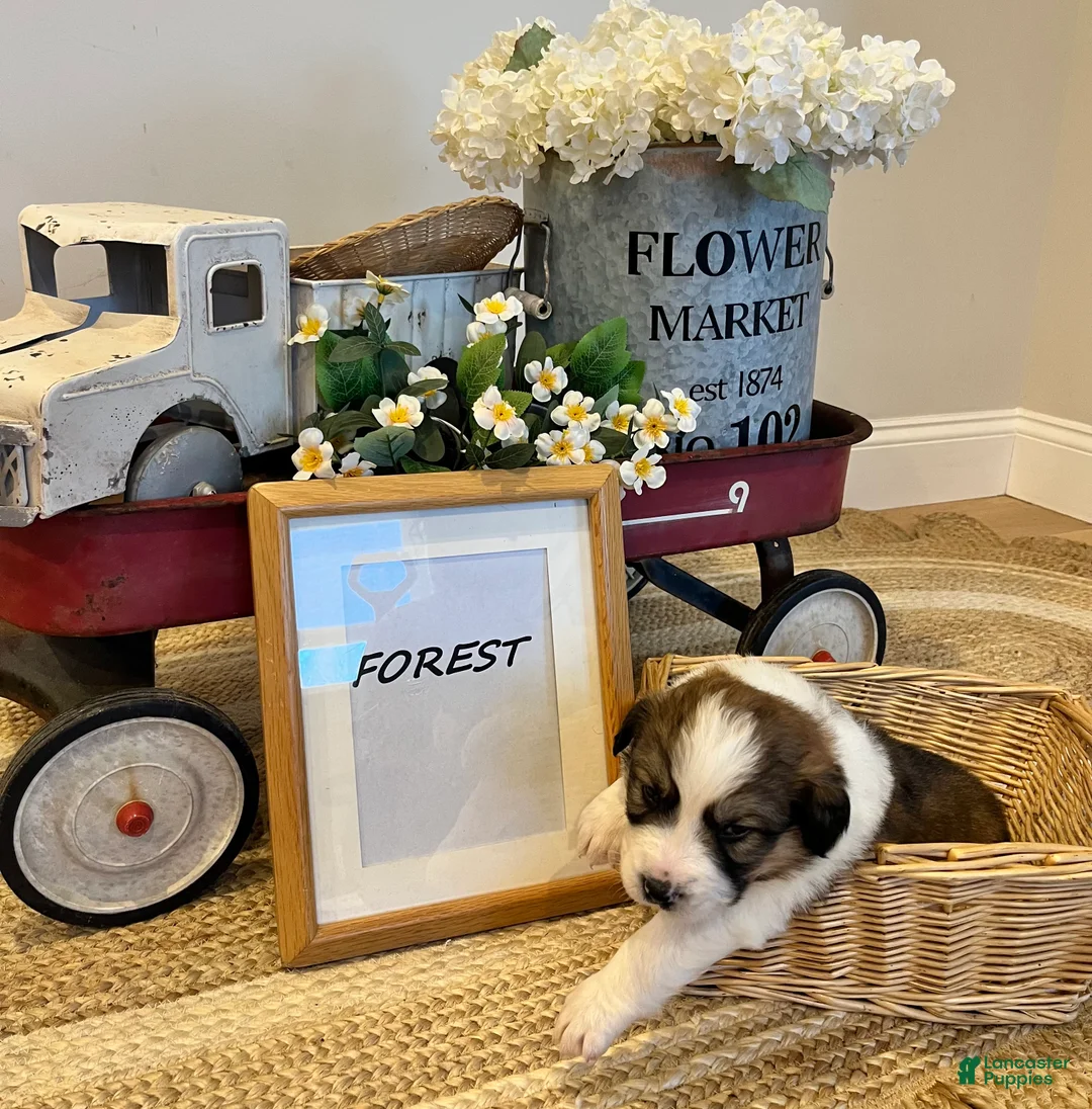 Mixed Breed dogs for sale: Forest  - Ad 1