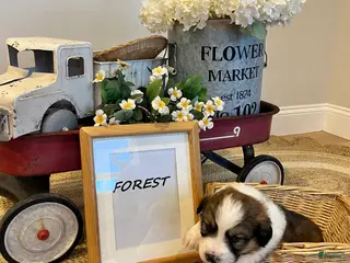 Mixed Breed dogs Forest - Ad 6