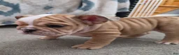 English Bulldog dogs for sale: Aegean  - Ad 3