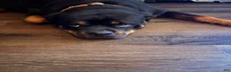 Rottweiler dogs for sale: Rottweiler 2 - Ad 30