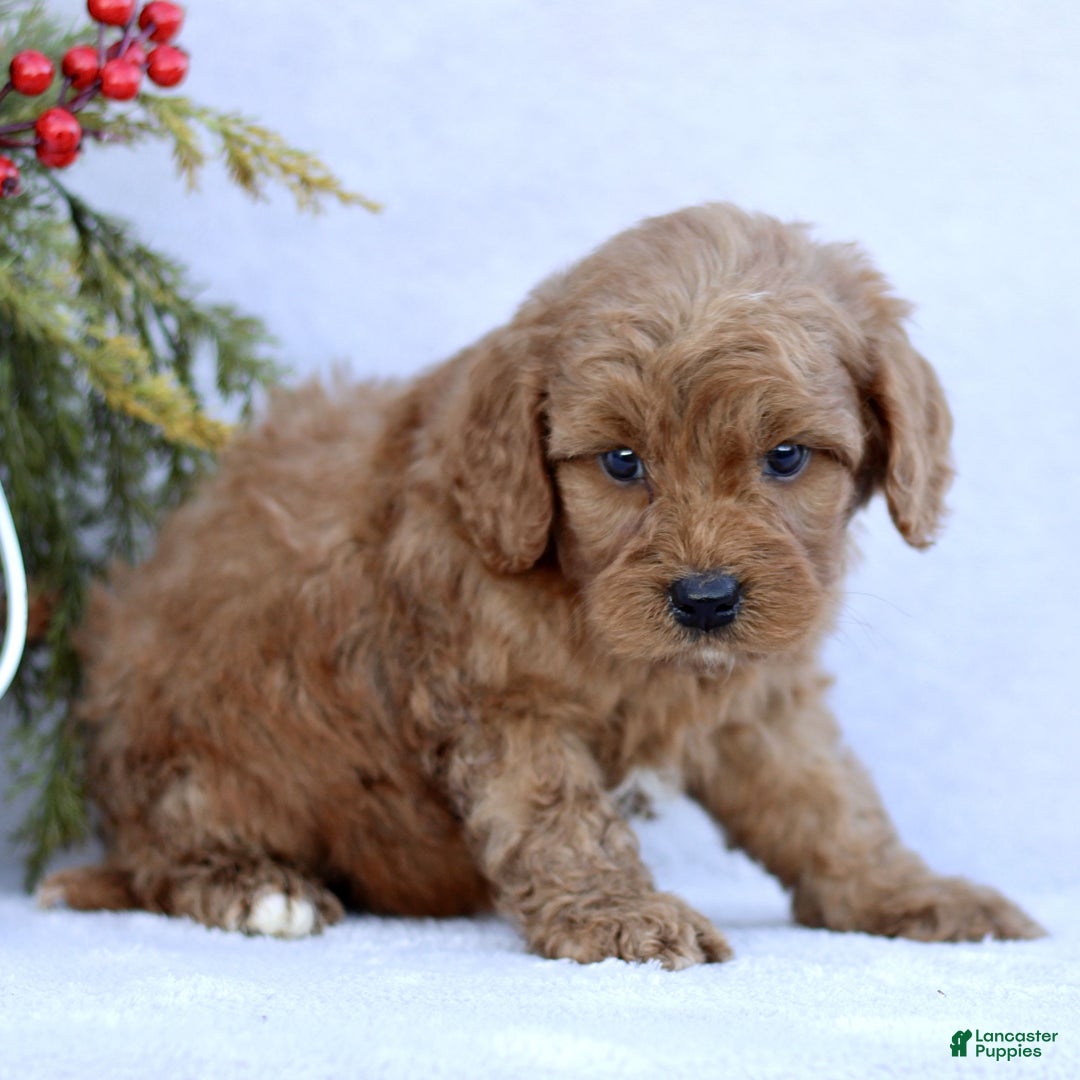 Mini Goldendoodle dogs for sale: Lennox  - Ad 3