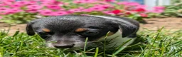 Jack Russell Terrier dogs for sale: Jack - Ad 4
