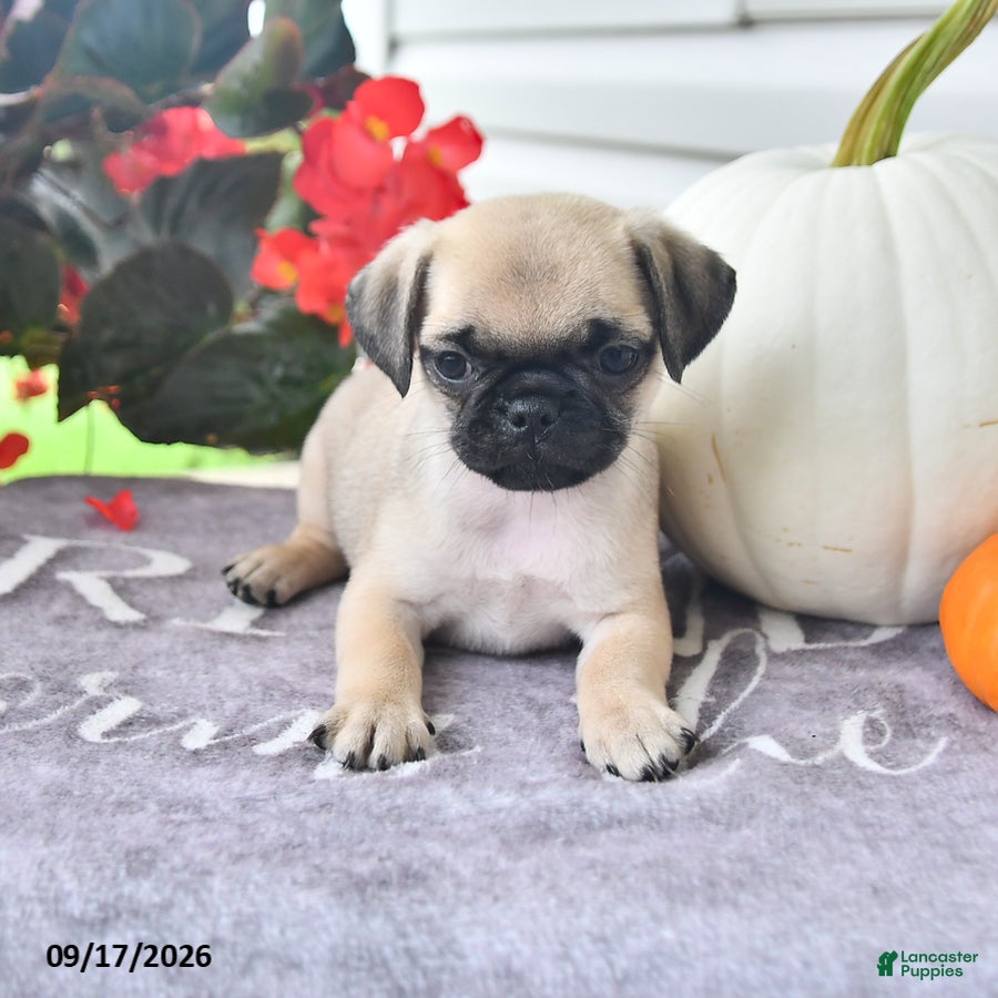 Puggle dogs for sale: Dewey - Ad 4