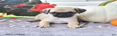 Dewey
