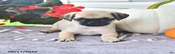 Puggle dogs for sale: Dewey - Ad 1