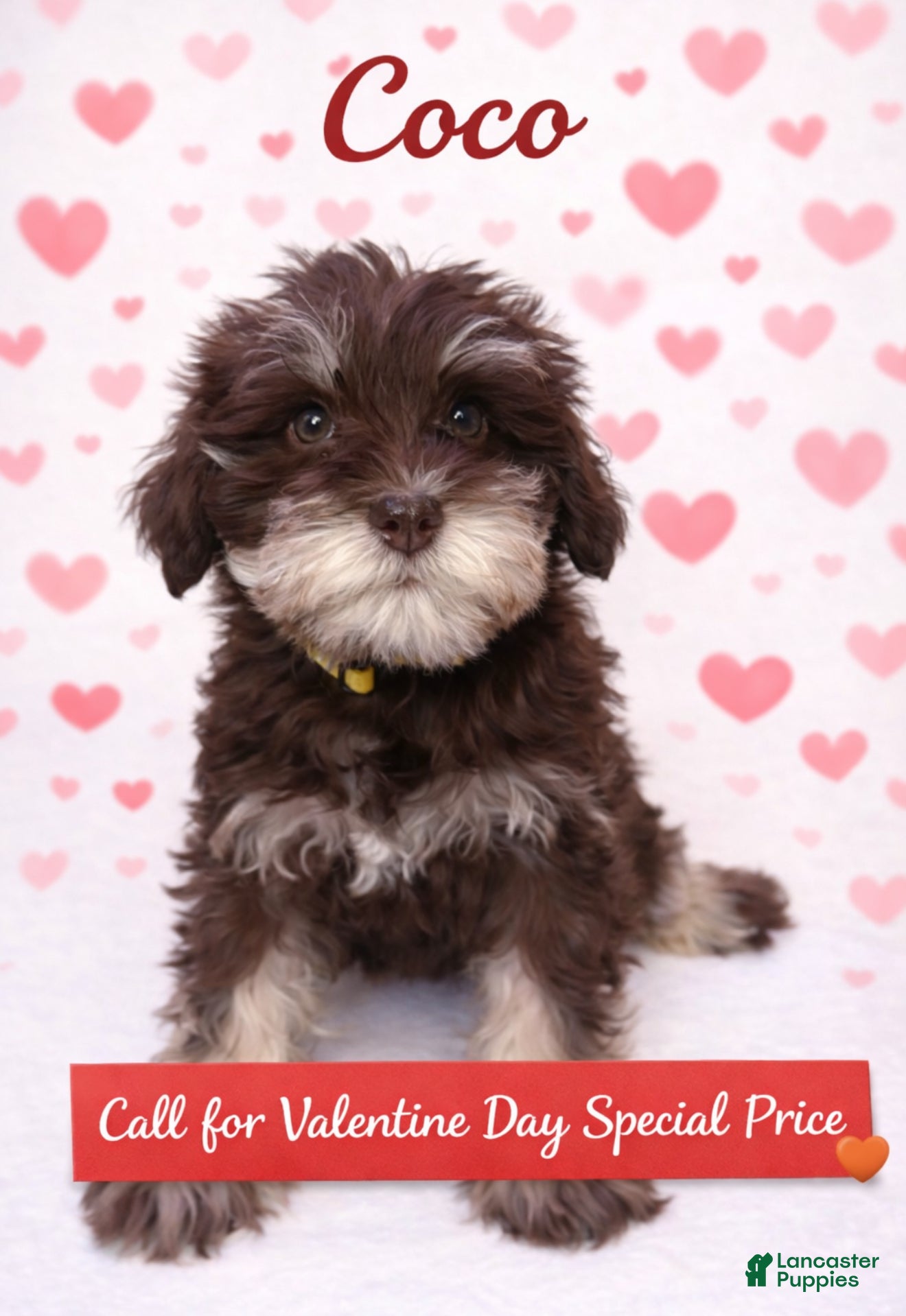 Miniature Schnauzer dogs Miniature Schnauzer Puppy 4 - Ad 34