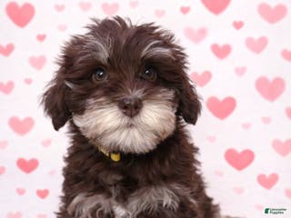 Miniature Schnauzer dogs Miniature Schnauzer Puppy 4 - Ad 34