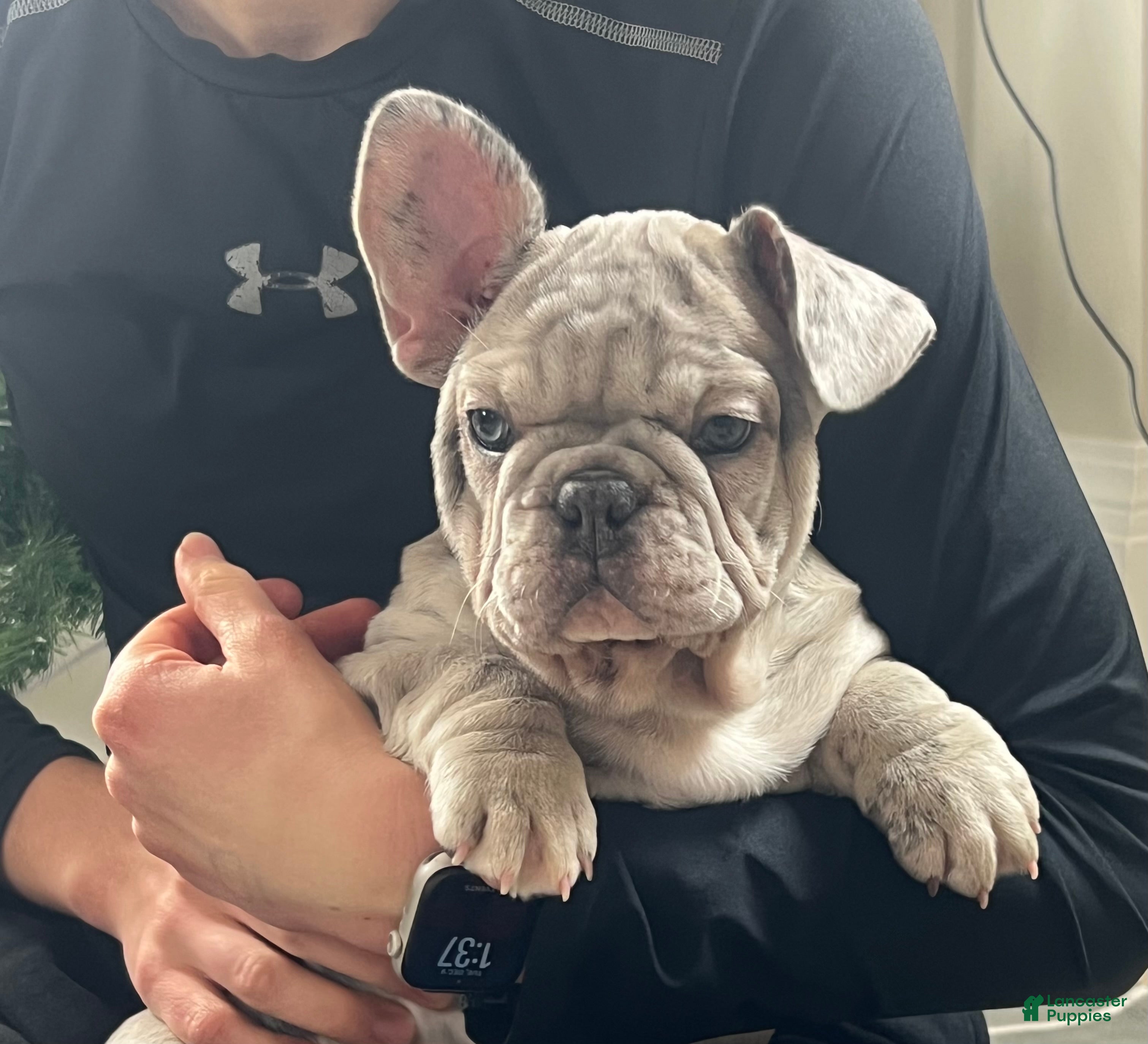 French Bulldog dogs Noelle - Ad 33