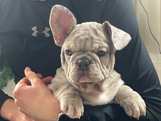 French Bulldog dogs Noelle - Ad 39