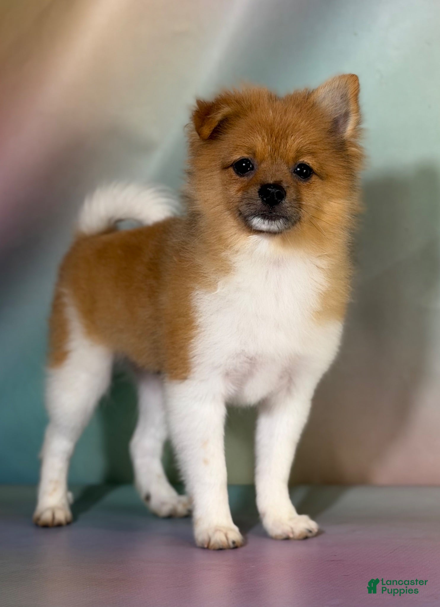 Pomeranian dogs ACA squirt  - Ad 1
