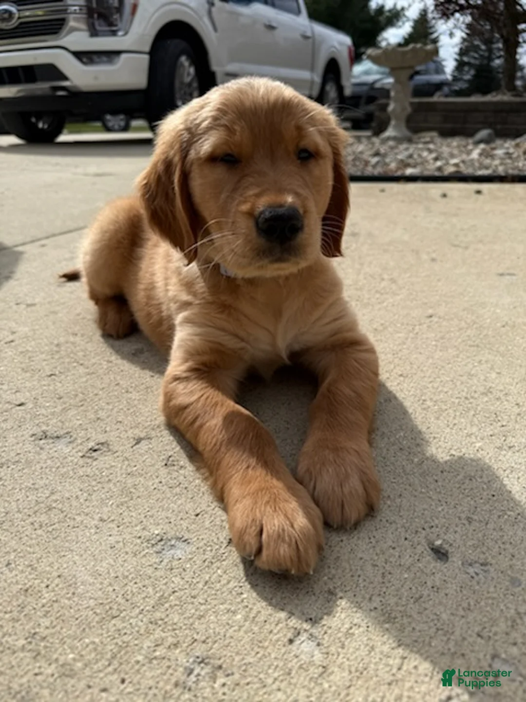 Golden Retriever dogs for sale: Golden Retriever Puppy 1 - Ad 2