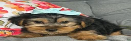 Yorkshire Terrier dogs for sale: Misty - Ad 4
