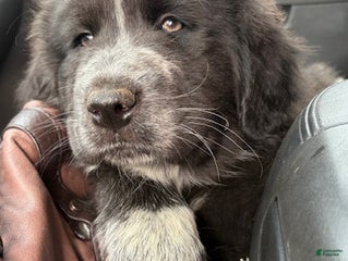 Mixed Breed dogs Hawkeye - Ad 26