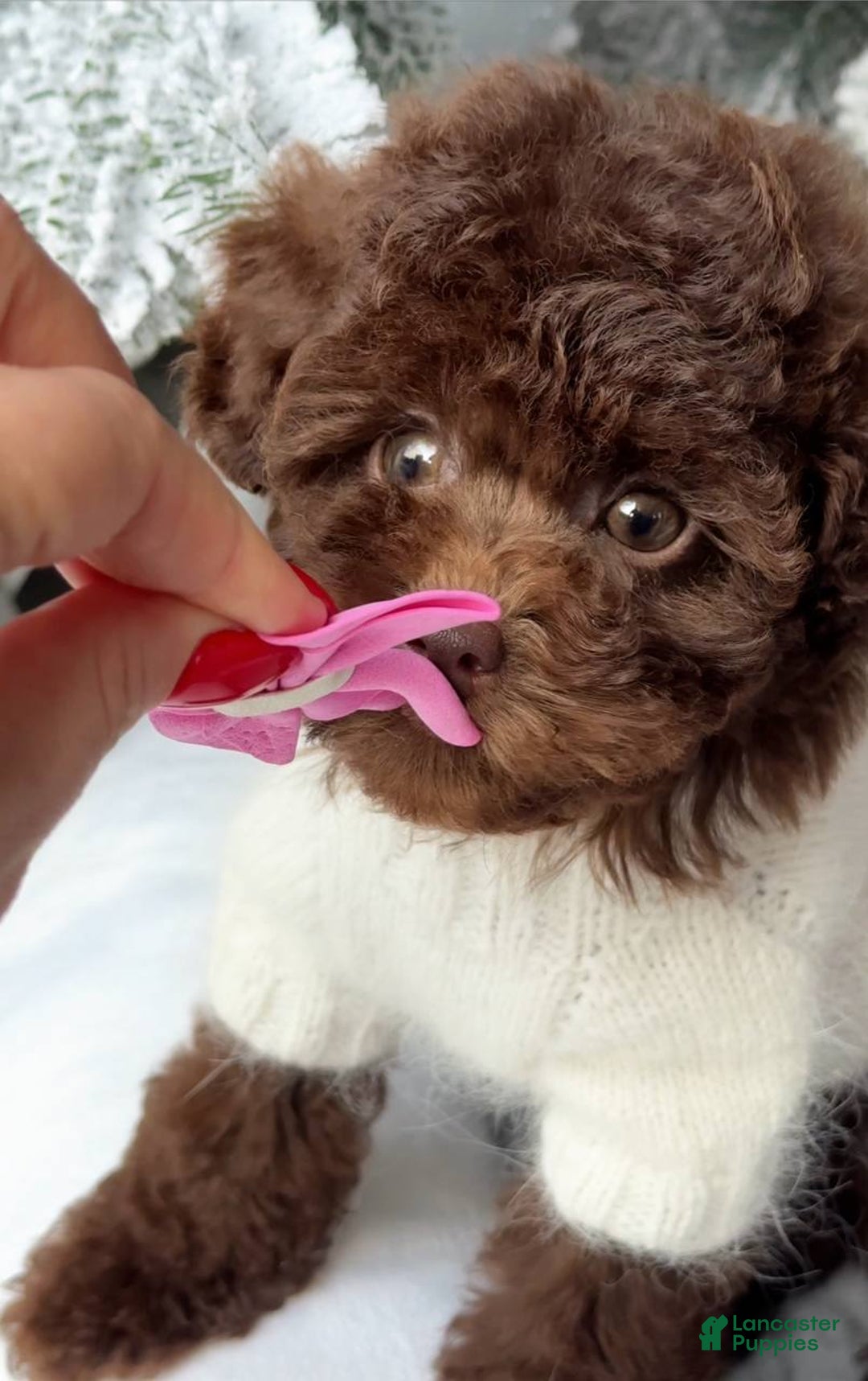 Miniature Poodle dogs for sale: Celeste - Ad 3