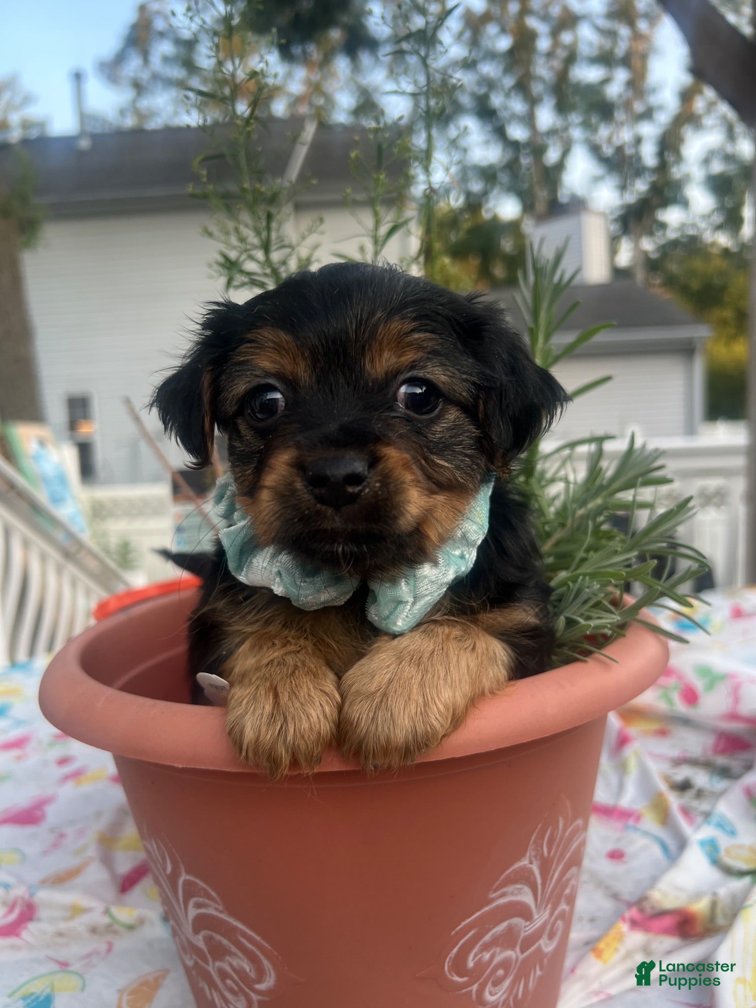 Chorkie dogs Chorkie 1 - Ad 3