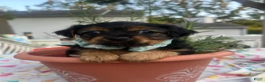 Chorkie 1
