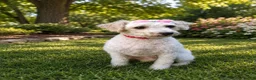 Toy Poodle dogs for sale: Chico - Ad 13