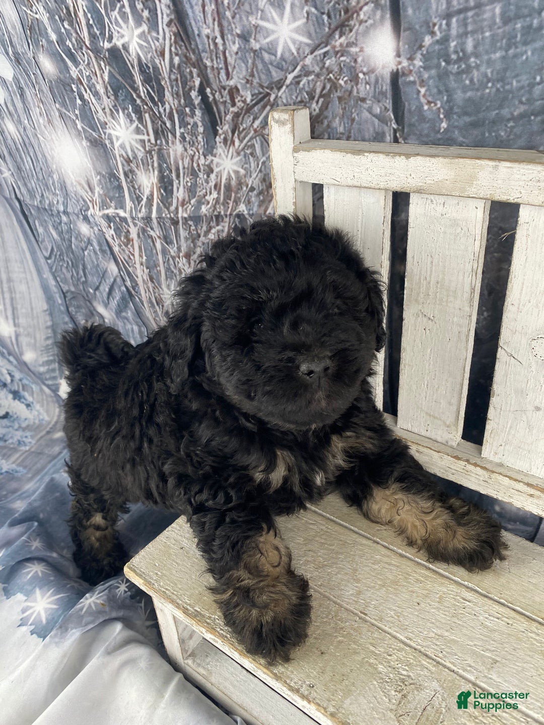 Mini Aussiedoodle dogs for sale: Ilene - Ad 7