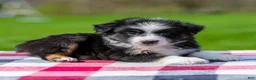 Miniature Australian Shepherd dogs for sale: Drake - Ad 3