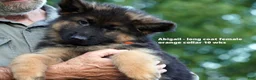 German Shepherd dogs for sale: female - orange collar - Ad 10