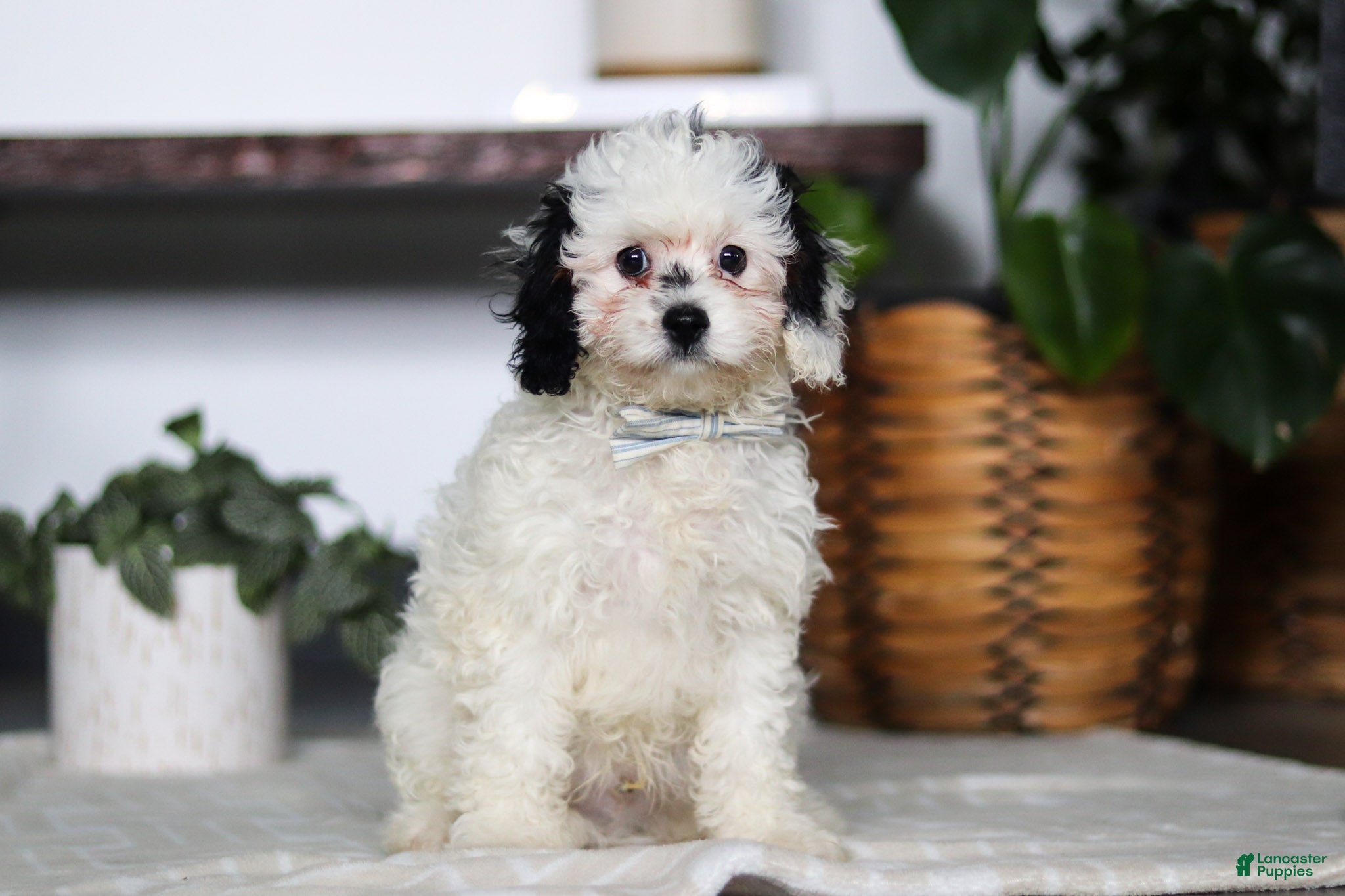 Cavapoo dogs Jordan - Ad 1
