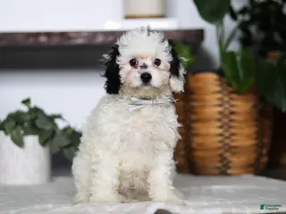 Cavapoo dogs for sale: Jordan - Ad 3