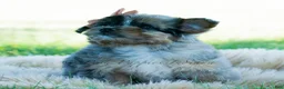 Pomapoo dogs for sale: Pomapoo 1 - Ad 10