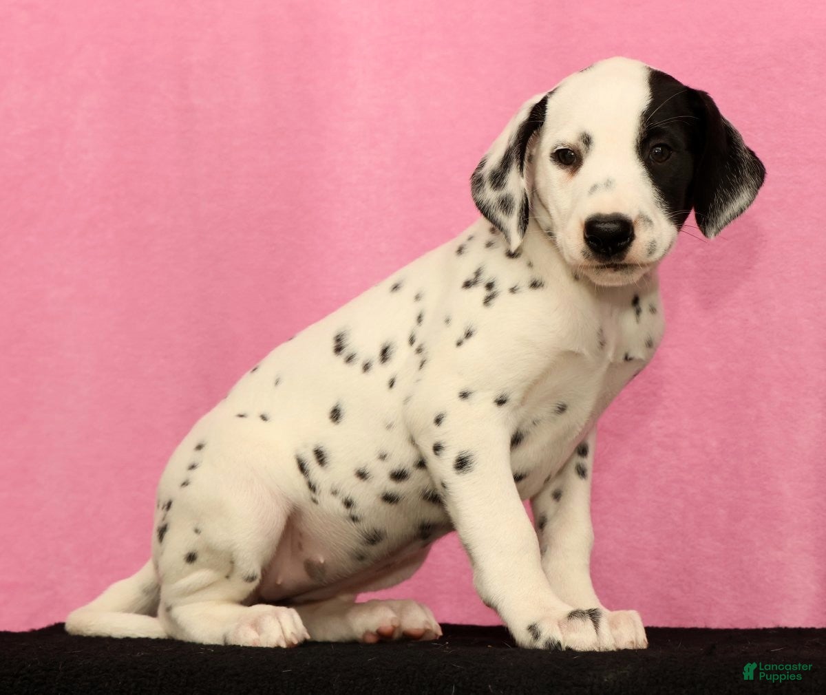 Dalmatian dogs Jingle - Ad 1