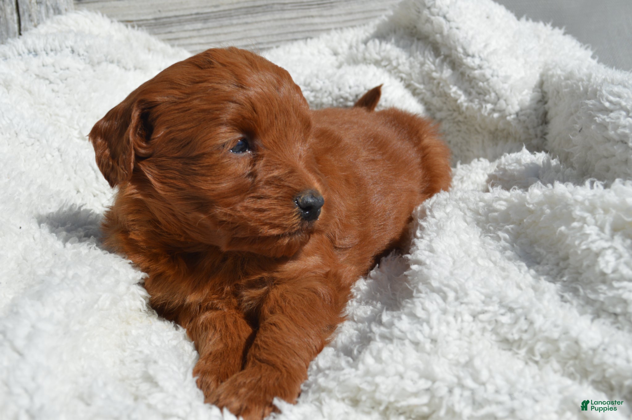 Mini Goldendoodle dogs Kobe - Ad 2