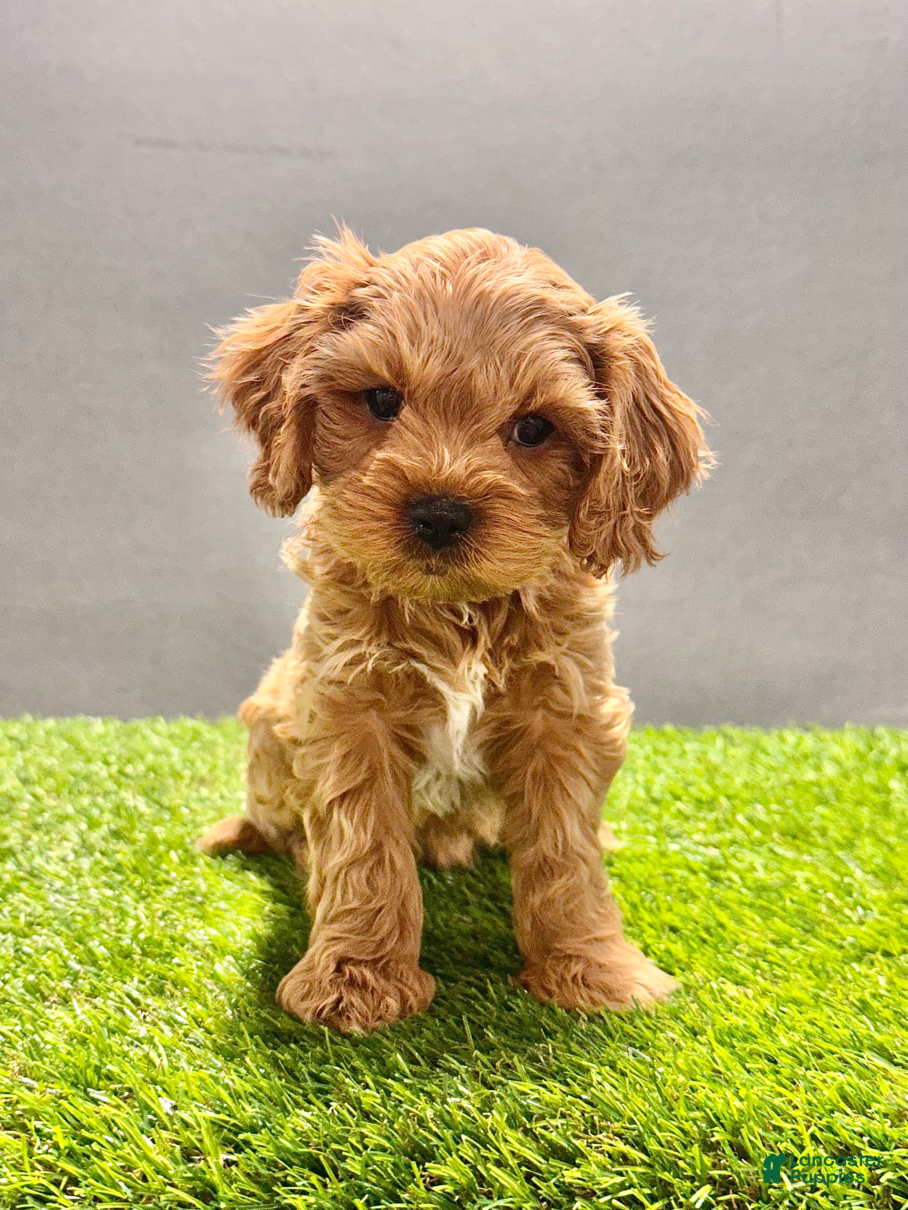 Cavapoo dogs Teddy - Ad 2