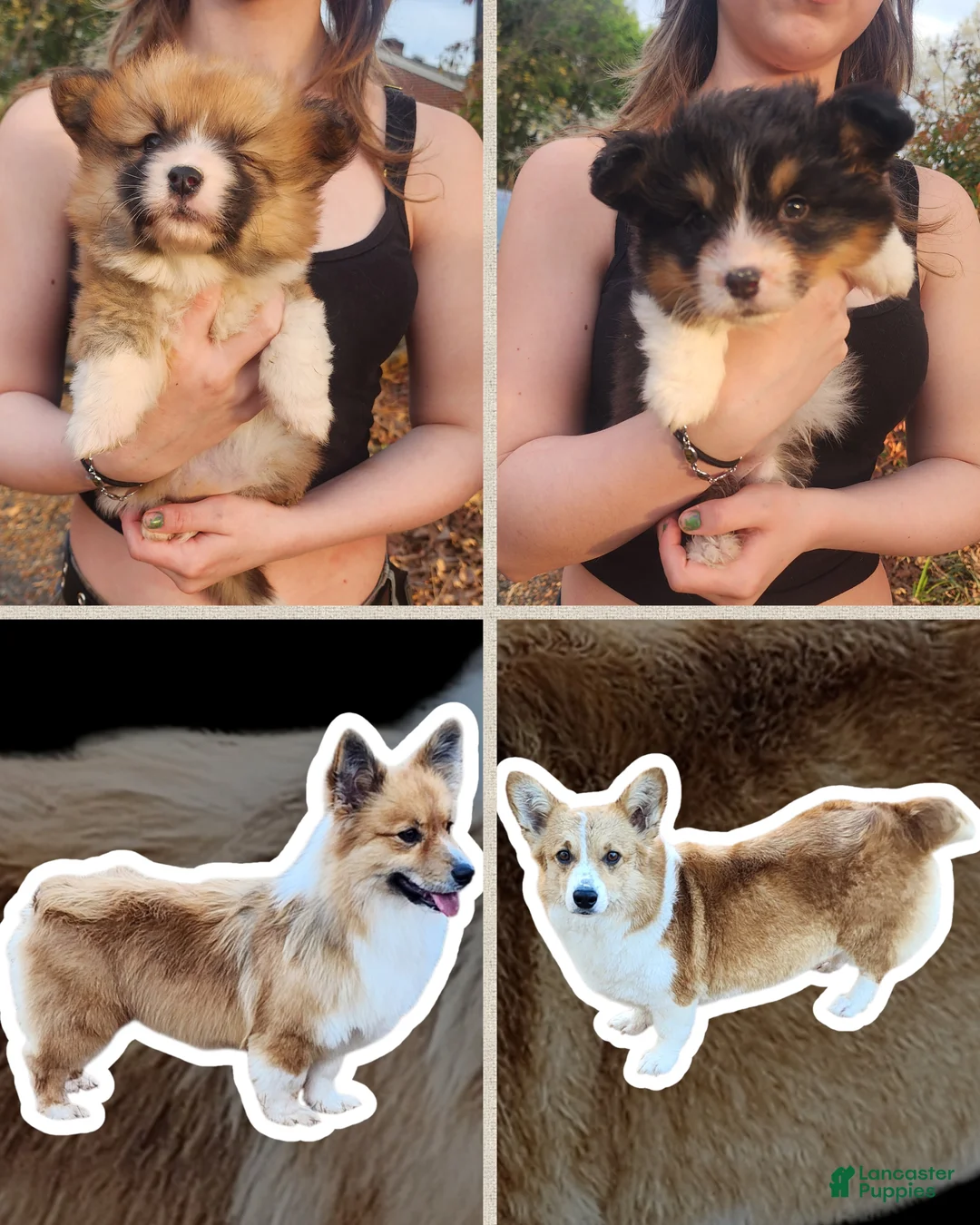 Welsh Corgi Pembroke dogs for sale: Welsh Corgi Pembroke Puppy 1 - Ad 6