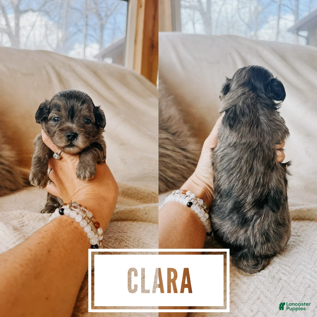 Shihpoo dogs for sale: Clara  - Ad 1