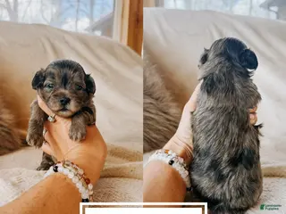 Shihpoo dogs Clara - Ad 32